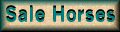 Horses For Sale