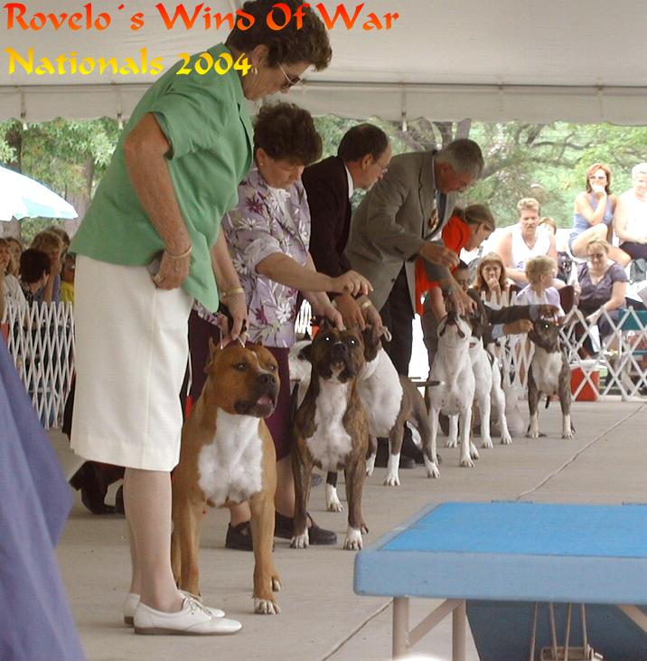 Rovelo&nbsp; Amstaff !!!
