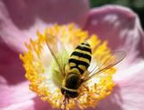 Honey Bee Photo. Link to the freeimages website below