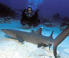 Picture from Dive to Shark Volcano