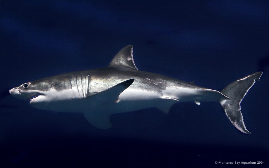 Great White Shark Picture from Monterey Bay Aquarium