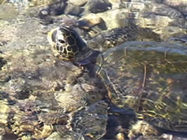 Sea Turtle in water.  Citation: Lamb, A. and Johnson, L. (2004). http://tipt3.utoledo.edu/starters/turtle/turtleaira.jpg. Naturescapes Starters. http://tipt3.utoledo.edu/starters.