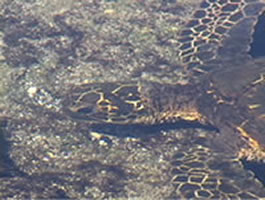 Sea Turtle in water.   Citation: Lamb, A. and Johnson, L. (2004). http://tipt3.utoledo.edu/starters/turtle/turtleCUa.jpg. Naturescapes Starters. http://tipt3.utoledo.edu/starters.