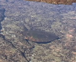 Sea Turtle in water.  Citation: Lamb, A. and Johnson, L. (2004). http://tipt3.utoledo.edu/starters/turtle/turtle1a.jpg. Naturescapes Starters. http://tipt3.utoledo.edu/starters.