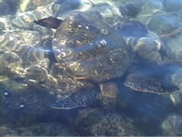 Sea Turtle in water.  Citation: Lamb, A. and Johnson, L. (2004). http://tipt3.utoledo.edu/starters/turtle/anotherturtlea.jpg. Naturescapes Starters. http://tipt3.utoledo.edu/starters.