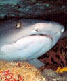 Picture of Sharks: Size Matters