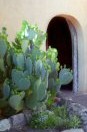 A Cactus sitting quietly in the afternoon sun.