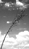 A yucca stem pasted against the summer sky.