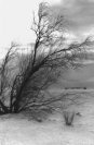 A decrepit tree struggles against the dunes of White Sands National Monument
