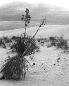 Yucca among the dunes of White Sands