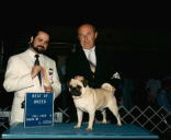 CH Royal A's Captain Courageous