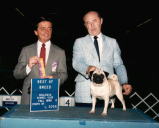 CH Royal A's Miss Charlotte P