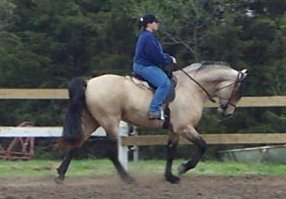 FireBall's Royal Magic&nbsp; "Mack" with Marty Foster up.