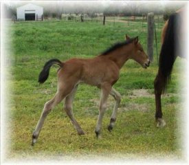 10 days old