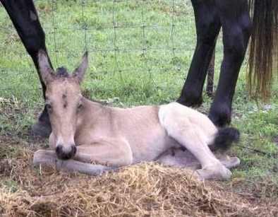 Maggie resting 12 hrs old
