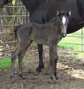 FireBall's Miss Bum D. 3 days old.