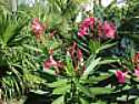Lush Landscaping