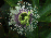 flowerBigWeb