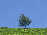 treeBigWeb