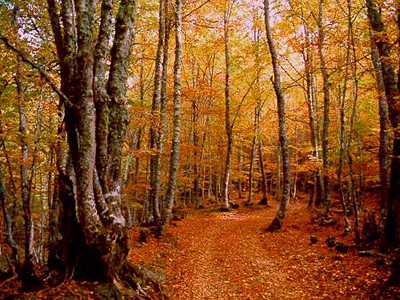 Forest near Leon