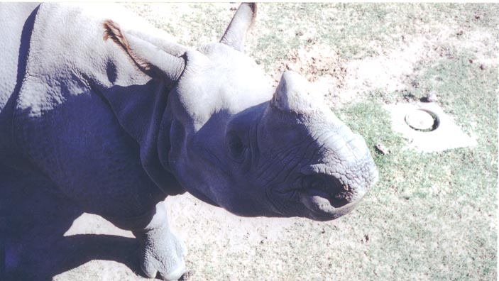 animals.jpg