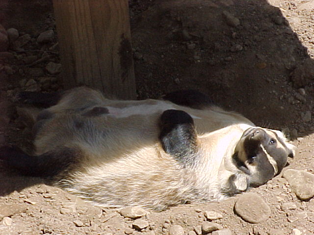 Laid-back Badger