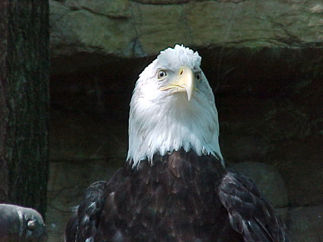 The American Symbol