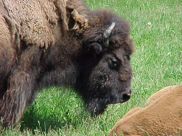 Bison