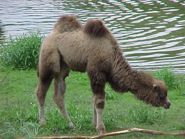 Baby Camel