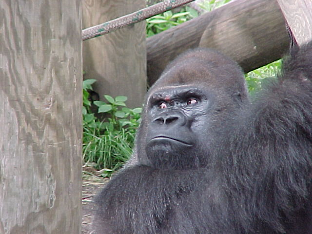 Jungle King
