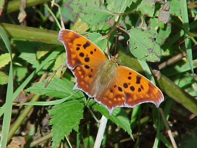 Orange Moth