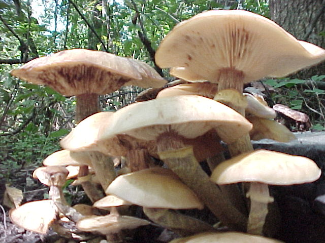 Mushroom Forest