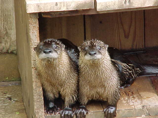 Otter Buddies