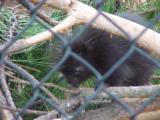 Baby Porcupine