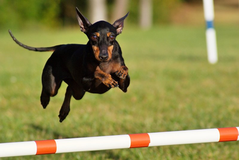 Carlee loves agility!