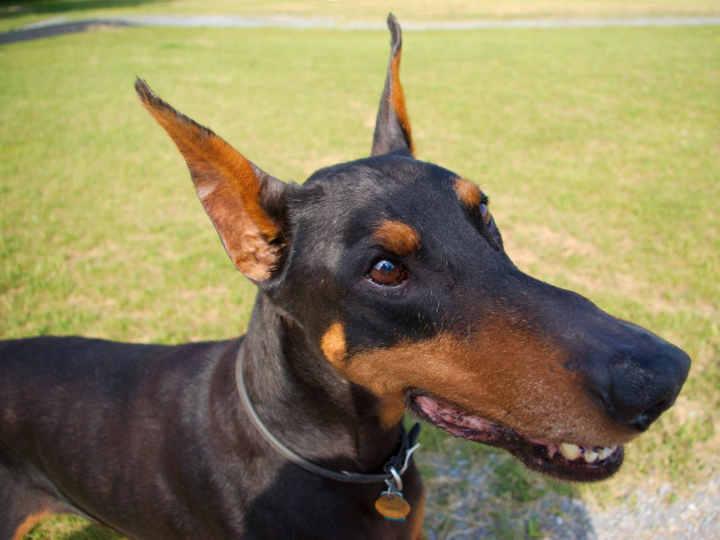 Luke at 10 years head shot