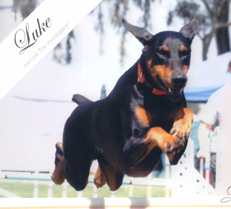Luke, a Doberman Pinscher dog