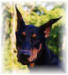 Luke Logo