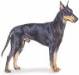 Manchester Terrier