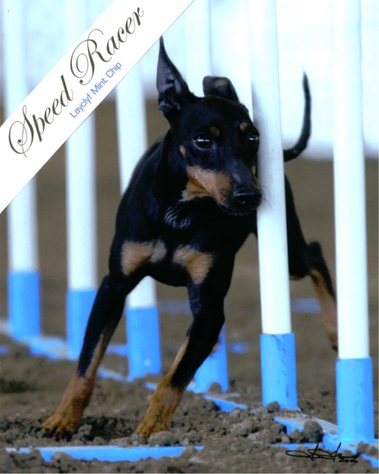 Hi!  I'm Speedy, a toy Manchester Terrier.