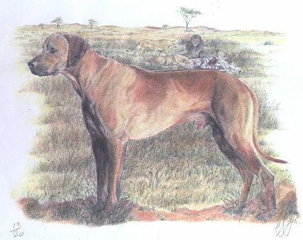 Rhodesian Ridgeback Circle - Queensland