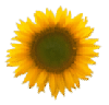 {short description of image}