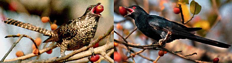 Female and Male Asian Koel