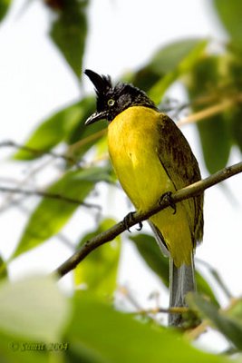 Black-crested Bulbul
