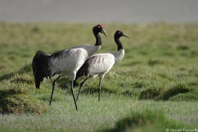 Black-necked Crane