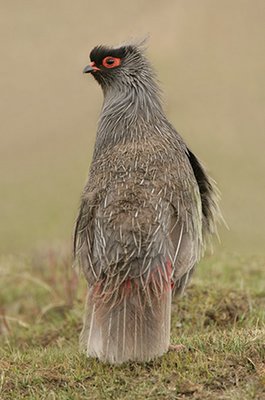Male Blood Pheasant