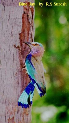 Indian Roller