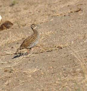 Female Black Francolin