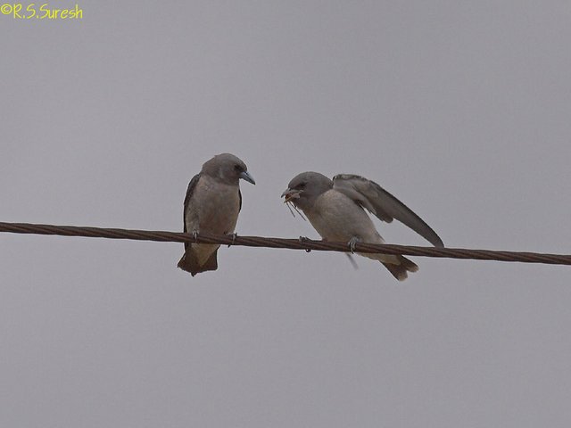 Ashy Woodswallows