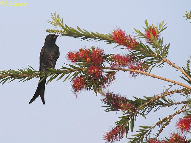 Black Drongo
